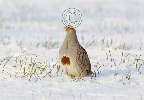 Grey Partridge in the Snow DM1403
